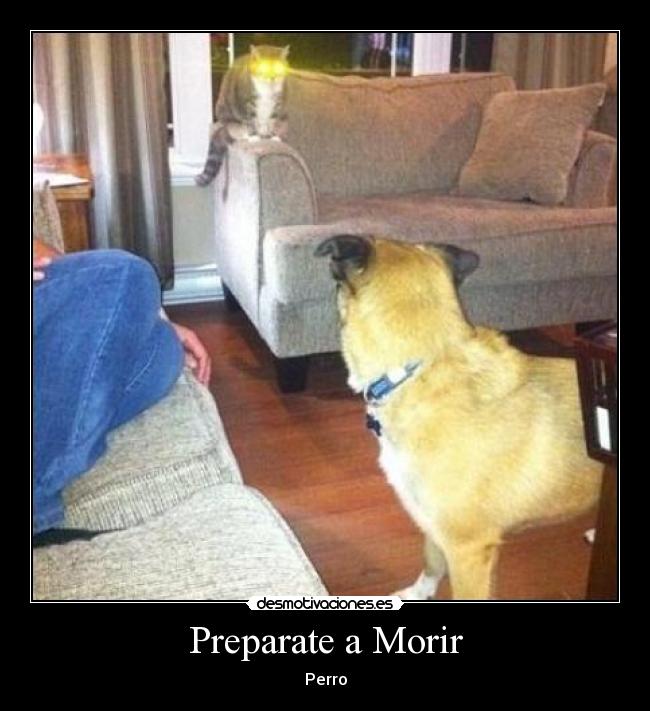 carteles gatosy perro desmotivaciones