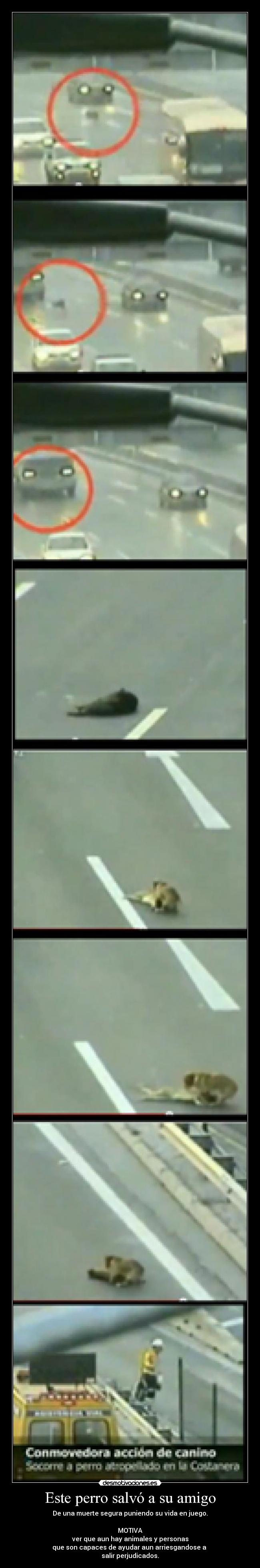 Este perro salvó a su amigo - De una muerte segura puniendo su vida en juego.

MOTIVA
ver que aun hay animales y personas
que son capaces de ayudar aun arriesgandose a 
salir perjudicados.