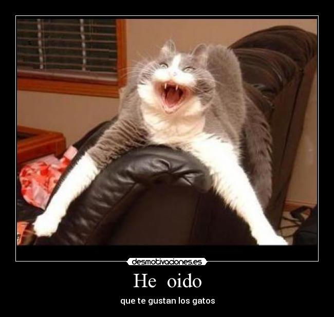 He oido - que te gustan los gatos