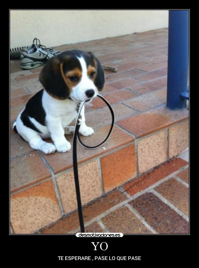 YO - TE ESPERARE , PASE LO QUE PASE