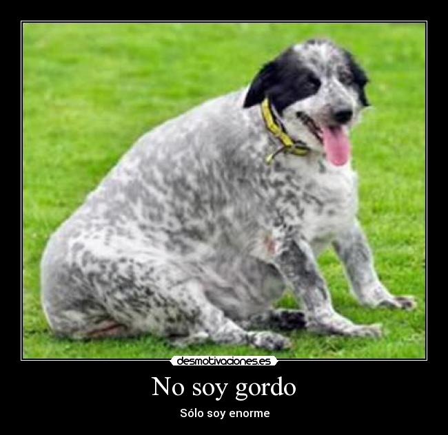 carteles perro goro mascota mascotas desmotivaciones
