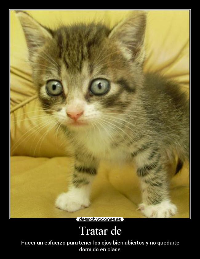 Tratar de - Hacer un esfuerzo para tener los ojos bien abiertos y no quedarte dormido en clase.