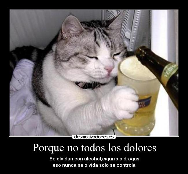 Porque no todos los dolores carteles gato cerveza cigarro amor drogas desmotivaciones