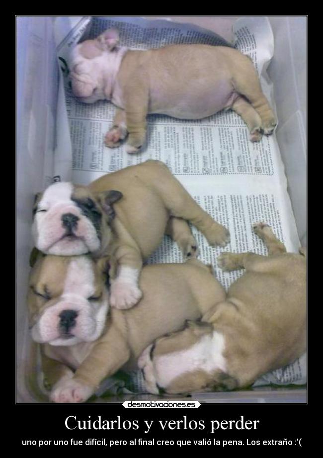 carteles bulldogcitos desmotivaciones