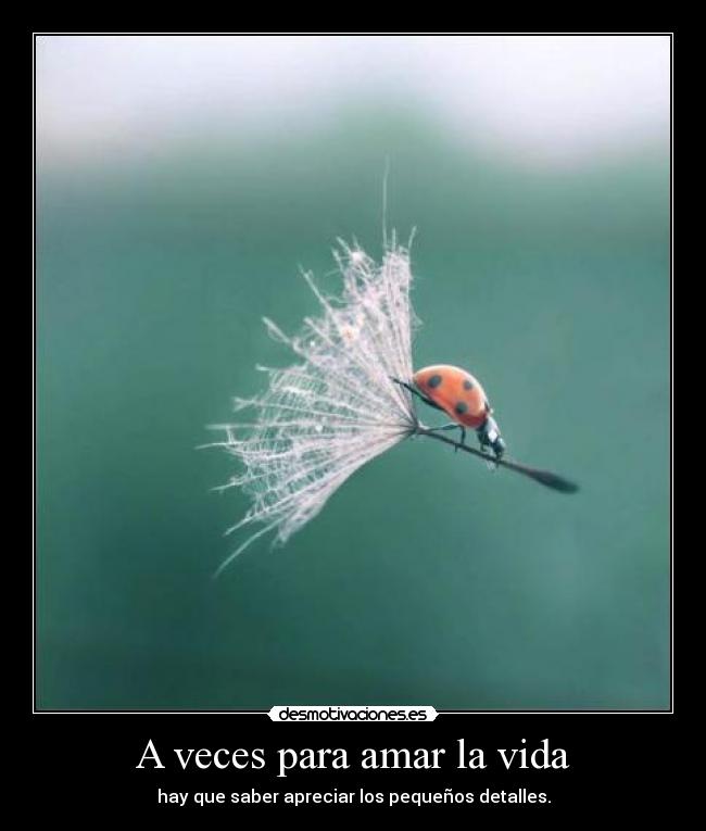 A veces para amar la vida - hay que saber apreciar los pequeños detalles.