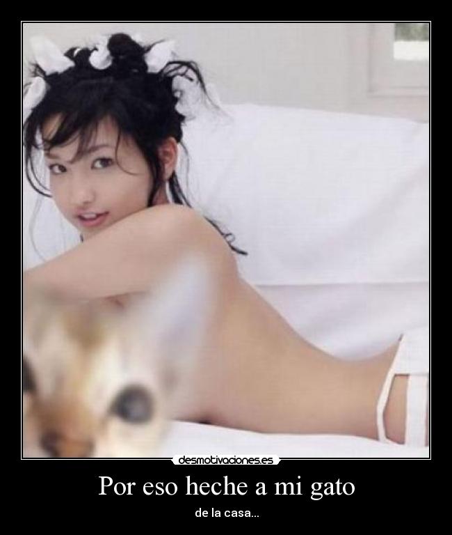 carteles gatos desmotivaciones