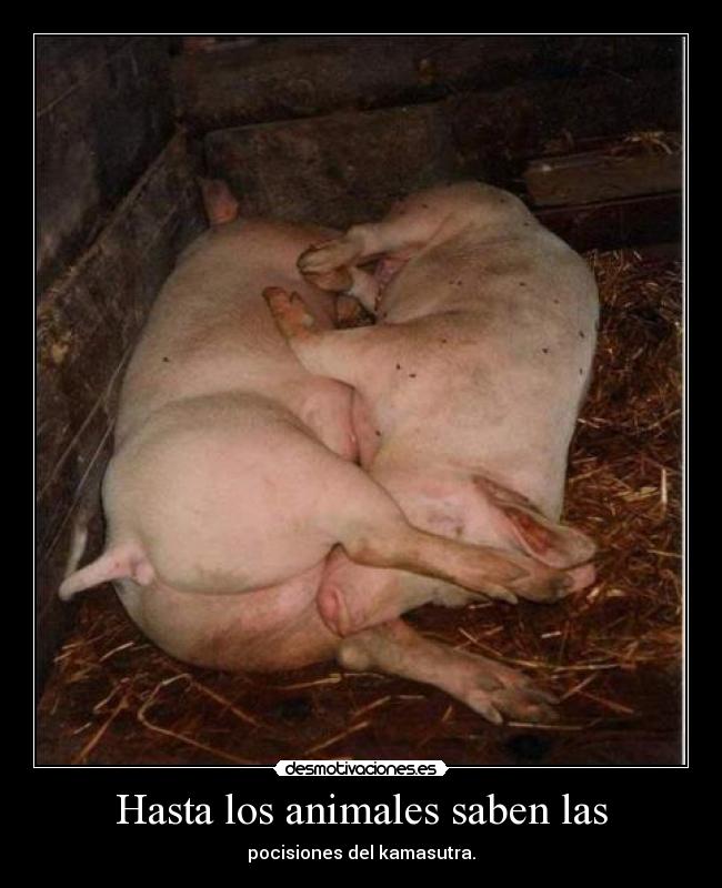 Hasta los animales saben las - pocisiones del kamasutra.
