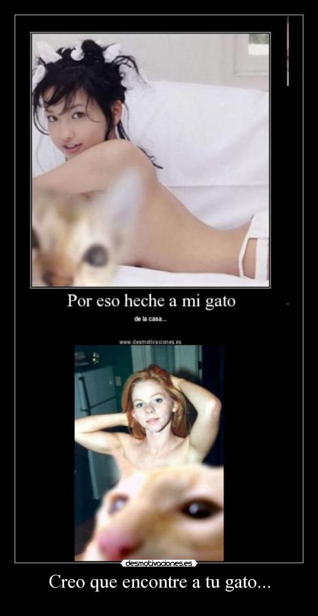 Creo que encontre a tu gato... - 