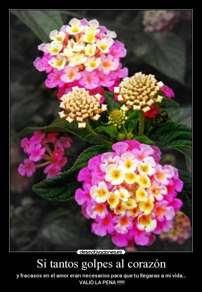 Si tantos golpes al corazón - 