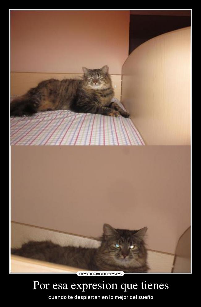 Por esa expresion que tienes - cuando te despiertan en lo mejor del sueño