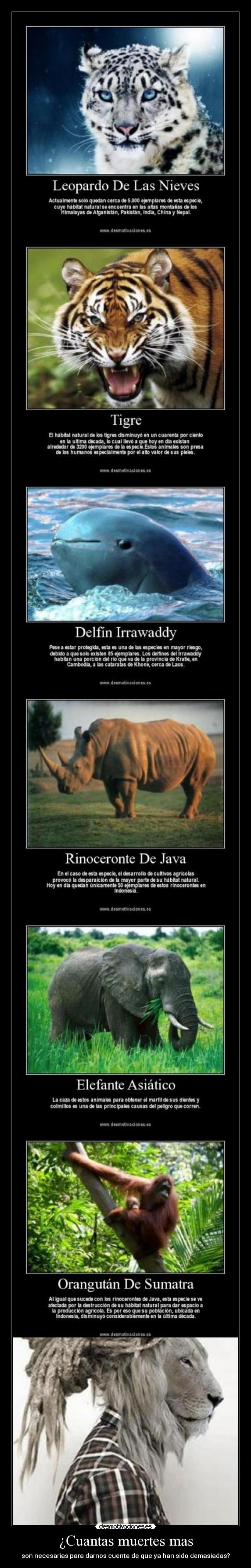 ¿Cuantas muertes mas - 