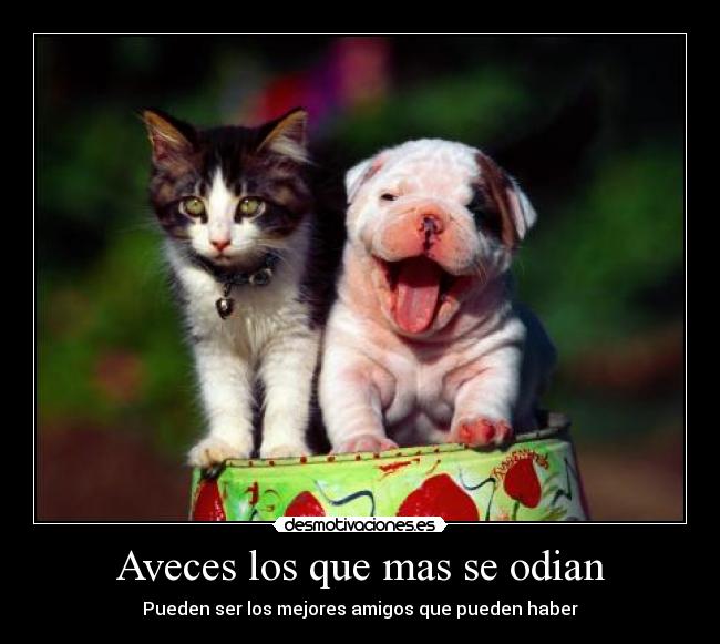 Aveces los que mas se odian - Pueden ser los mejores amigos que pueden haber