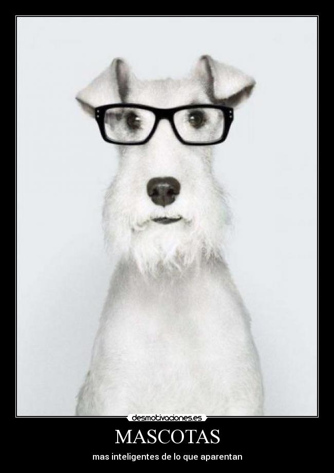 MASCOTAS - mas inteligentes de lo que aparentan