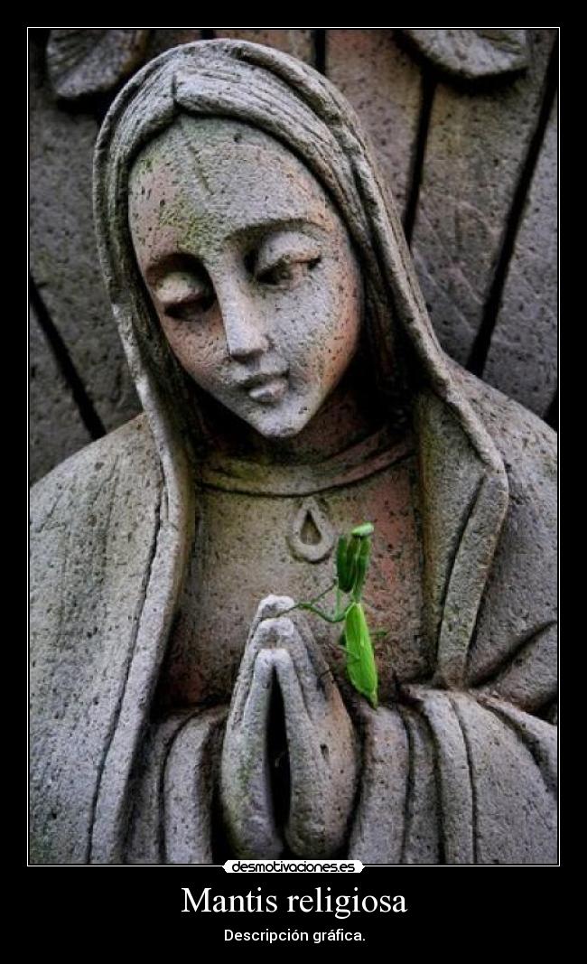 Mantis religiosa - Descripción gráfica.