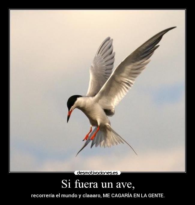 Si fuera un ave, -