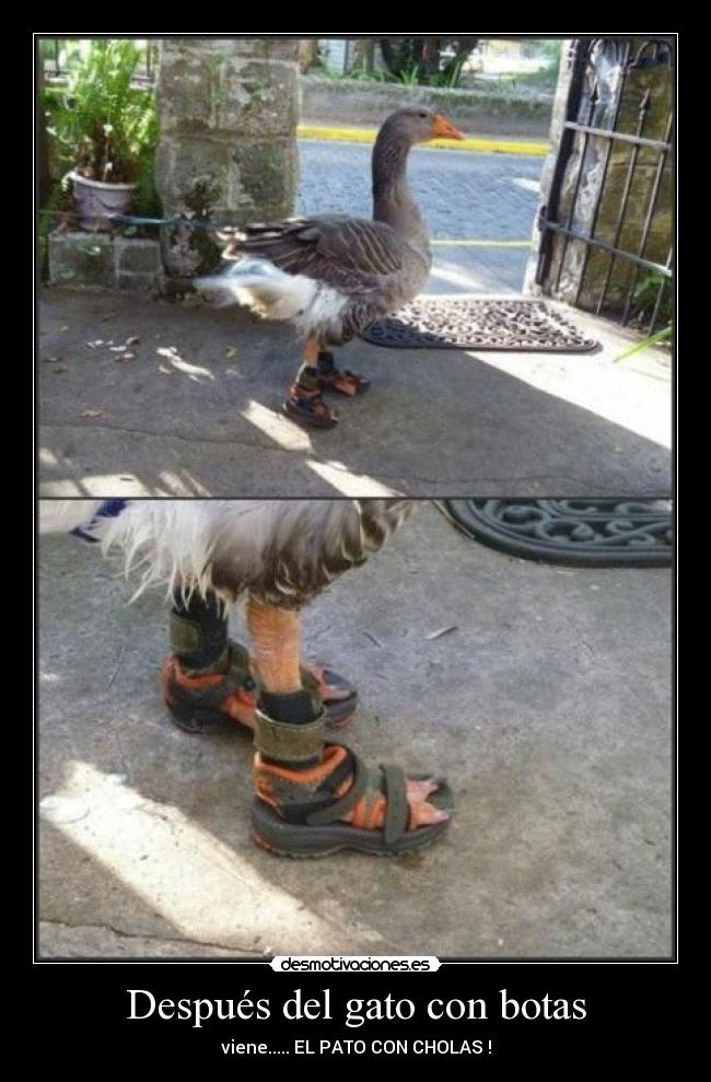 Después del gato con botas - viene..... EL PATO CON CHOLAS !