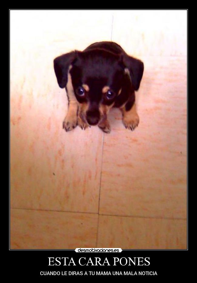ESTA CARA PONES - CUANDO LE DIRAS A TU MAMA UNA MALA NOTICIA