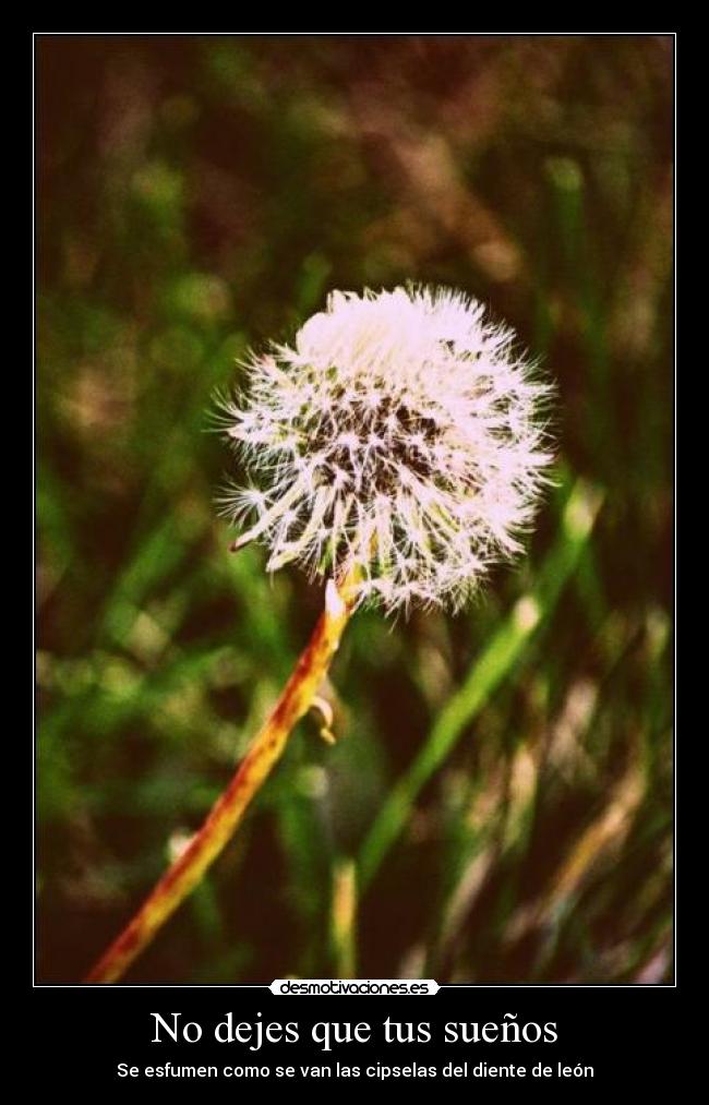 No dejes que tus sueños - Se esfumen como se van las cipselas del diente de león