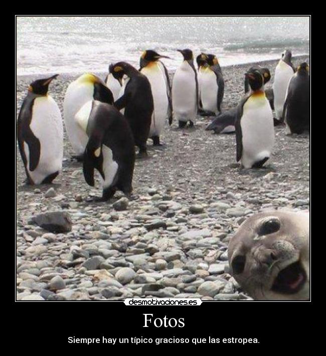 carteles foca pinguinos desmotivaciones