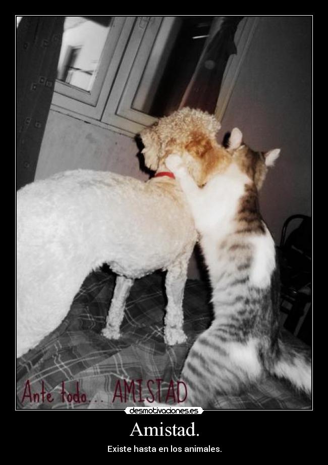 carteles amistad agusha desmotivaciones