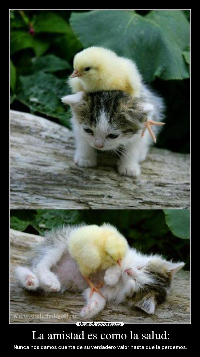 La amistad es como la salud: - 