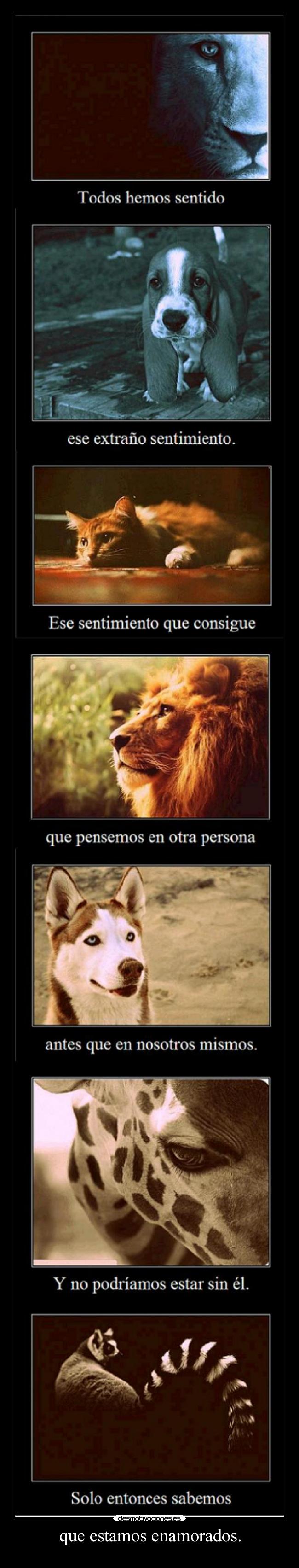 carteles familia lemur rekiem edu skyscraper pawsup android 111alba ster sweet x33 resubido desmotivaciones