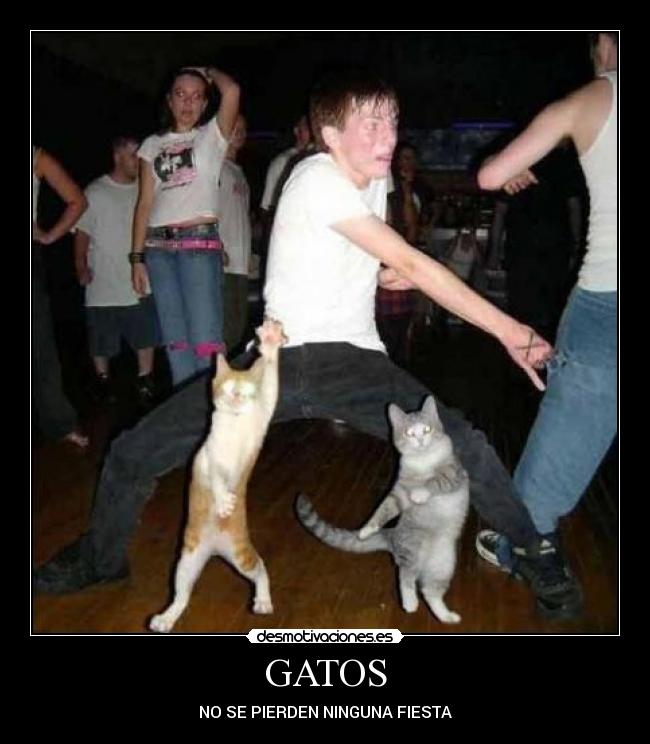 GATOS - NO SE PIERDEN NINGUNA FIESTA