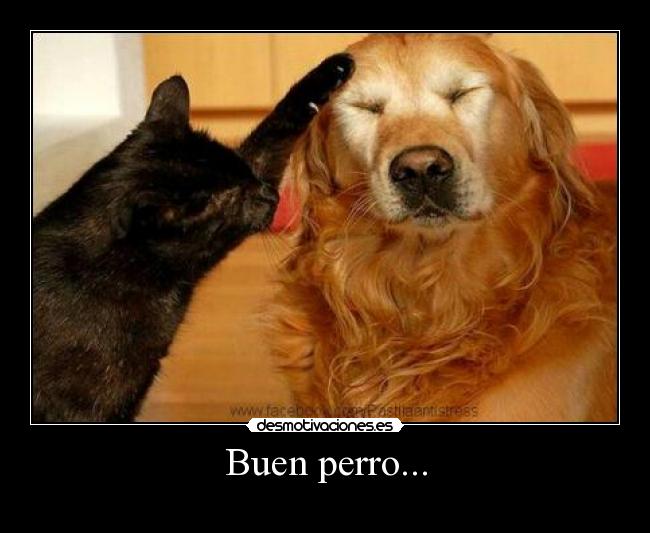 Buen perro... -