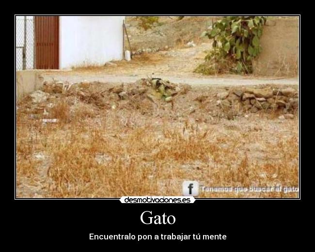 Gato - Encuentralo pon a trabajar tú mente