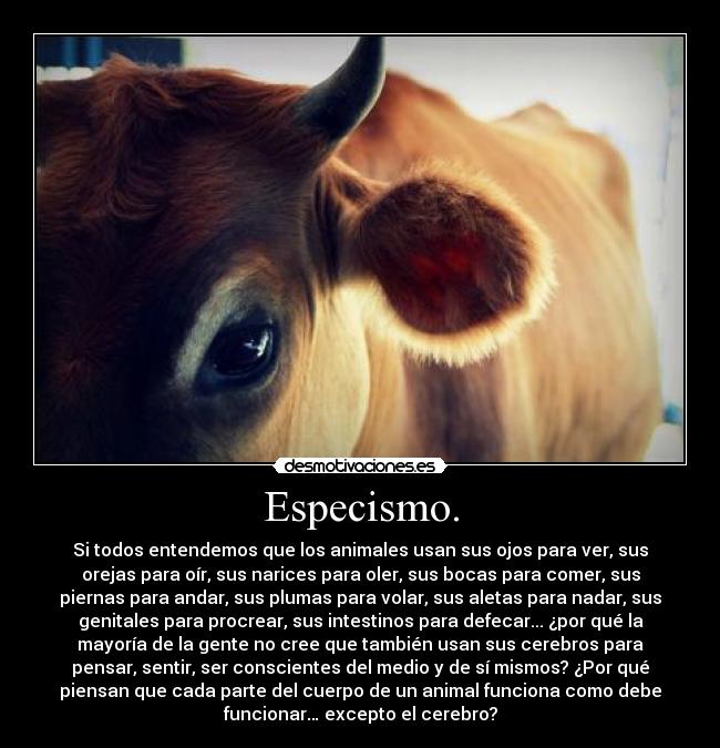 Especismo. - Si todos entendemos que los animales usan sus ojos para ver, sus
orejas para oír, sus narices para oler, sus bocas para comer, sus
piernas para andar, sus plumas para volar, sus aletas para nadar, sus
genitales para procrear, sus intestinos para defecar... ¿por qué la
mayoría de la gente no cree que también usan sus cerebros para
pensar, sentir, ser conscientes del medio y de sí mismos? ¿Por qué
piensan que cada parte del cuerpo de un animal funciona como debe
funcionar… excepto el cerebro?