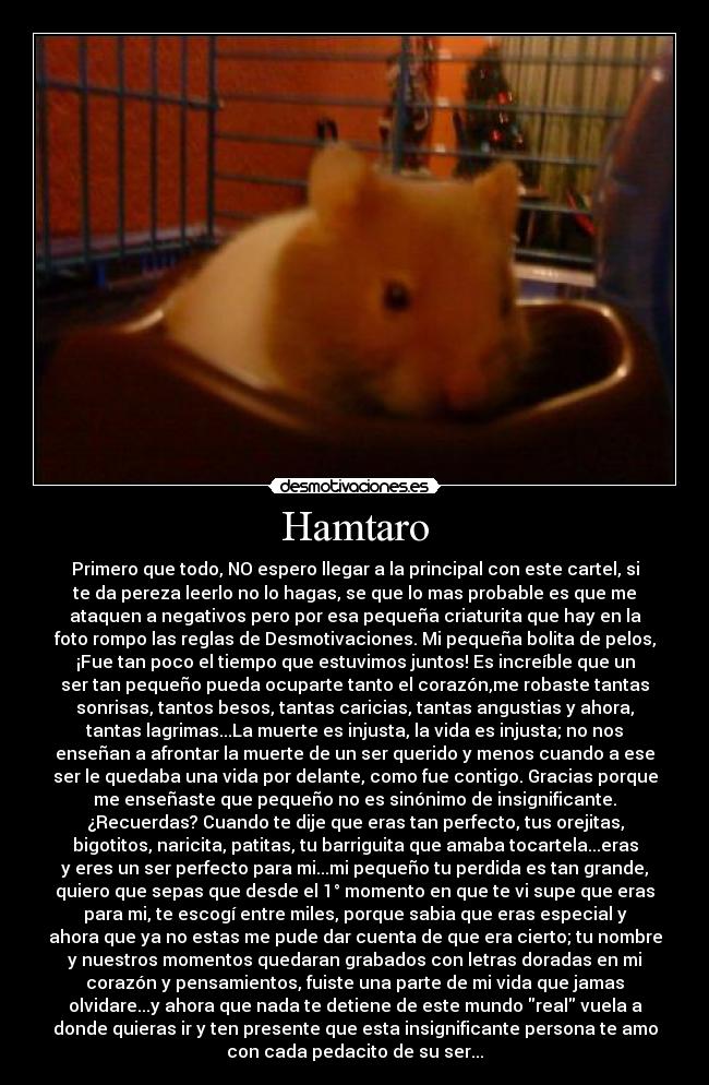 Hamtaro - Primero que todo, NO espero llegar a la principal con este cartel, si
te da pereza leerlo no lo hagas, se que lo mas probable es que me
ataquen a negativos pero por esa pequeña criaturita que hay en la
foto rompo las reglas de Desmotivaciones. Mi pequeña bolita de pelos,
¡Fue tan poco el tiempo que estuvimos juntos! Es increíble que un
ser tan pequeño pueda ocuparte tanto el corazón,me robaste tantas
sonrisas, tantos besos, tantas caricias, tantas angustias y ahora,
tantas lagrimas...La muerte es injusta, la vida es injusta; no nos
enseñan a afrontar la muerte de un ser querido y menos cuando a ese
ser le quedaba una vida por delante, como fue contigo. Gracias porque
me enseñaste que pequeño no es sinónimo de insignificante.
¿Recuerdas? Cuando te dije que eras tan perfecto, tus orejitas,
bigotitos, naricita, patitas, tu barriguita que amaba tocartela...eras
y eres un ser perfecto para mi...mi pequeño tu perdida es tan grande,
quiero que sepas que desde el 1° momento en que te vi supe que eras
para mi, te escogí entre miles, porque sabia que eras especial y
ahora que ya no estas me pude dar cuenta de que era cierto; tu nombre
y nuestros momentos quedaran grabados con letras doradas en mi
corazón y pensamientos, fuiste una parte de mi vida que jamas
olvidare...y ahora que nada te detiene de este mundo real vuela a
donde quieras ir y ten presente que esta insignificante persona te amo
con cada pedacito de su ser...