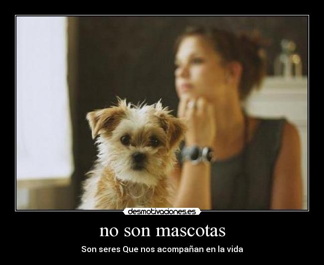 no son mascotas -