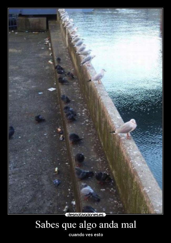 Sabes que algo anda mal - cuando ves esto