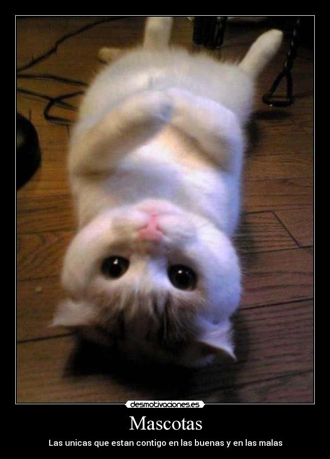 Mascotas -