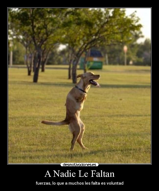 A Nadie Le Faltan -