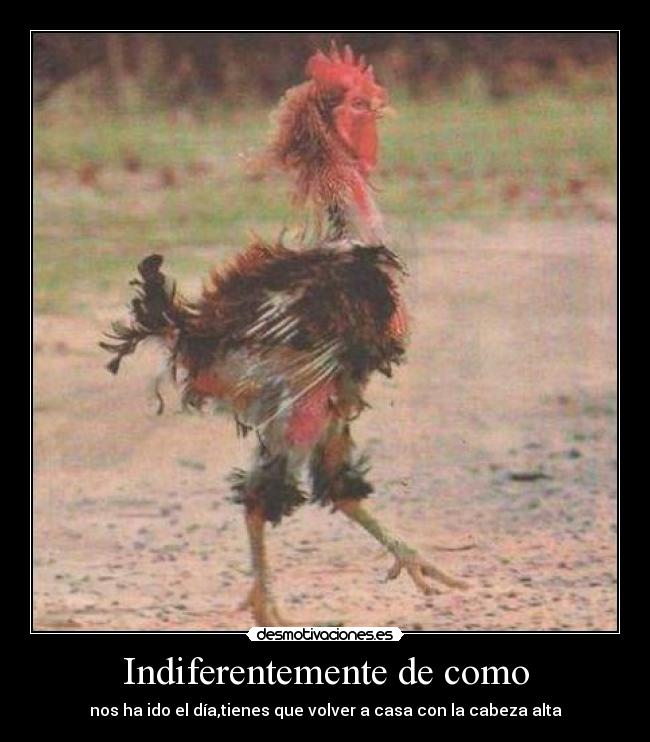 Indiferentemente de como - nos ha ido el día,tienes que volver a casa con la cabeza alta