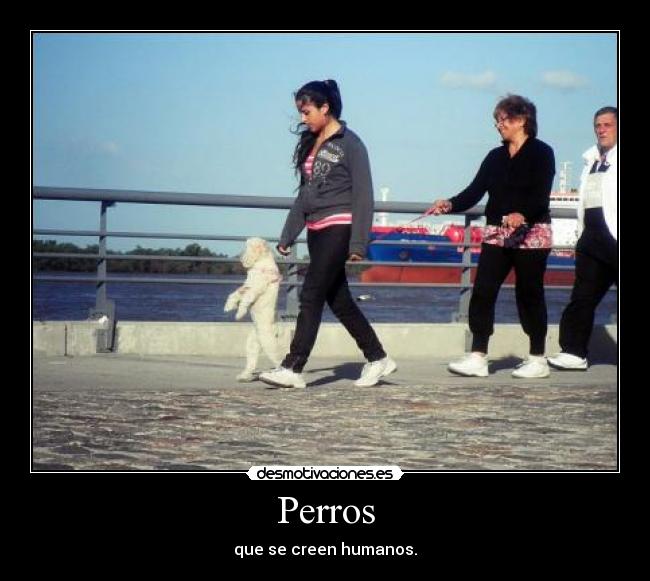 Perros -