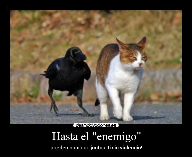Hasta el enemigo - pueden caminar junto a ti sin violencia!
