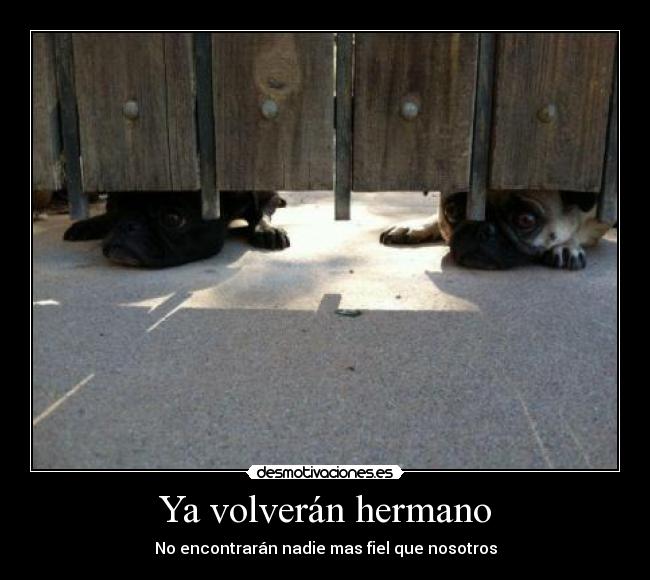 Ya volverán hermano - No encontrarán nadie mas fiel que nosotros