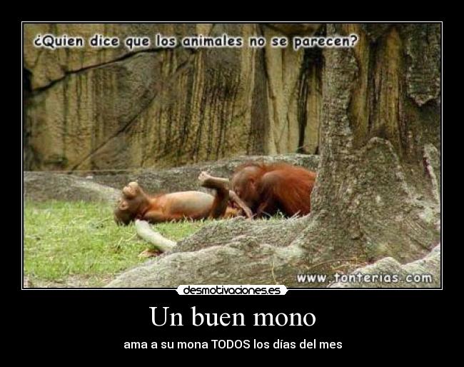 Un buen mono - ama a su mona TODOS los días del mes