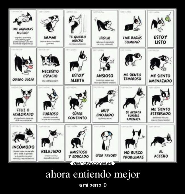 ahora entiendo mejor - a mi perro :D