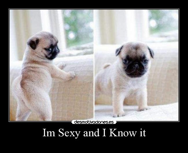 Im Sexy and I Know it -