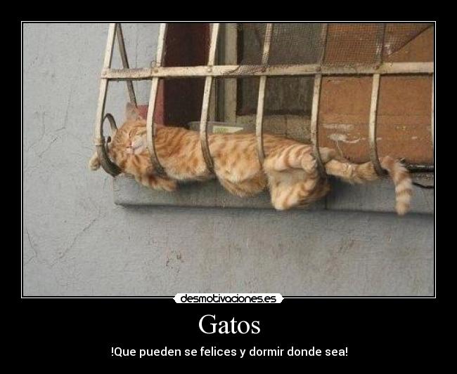 carteles gatos gatos desmotivaciones