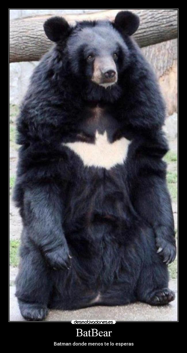 BatBear - Batman donde menos te lo esperas