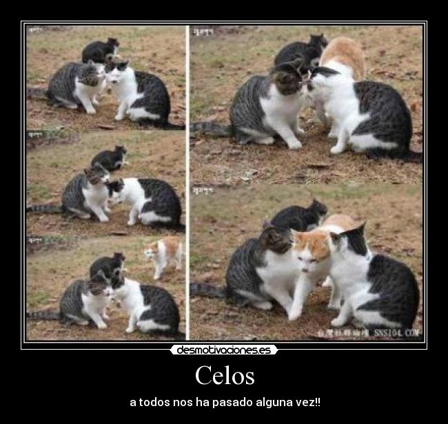 carteles celos celos desmotivaciones