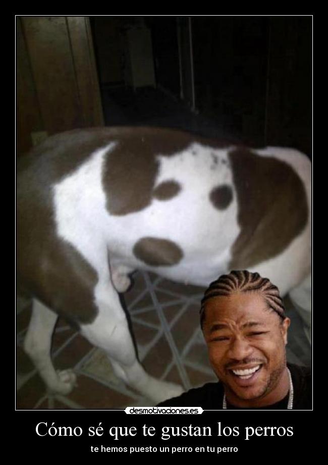 Cómo sé que te gustan los perros - te hemos puesto un perro en tu perro