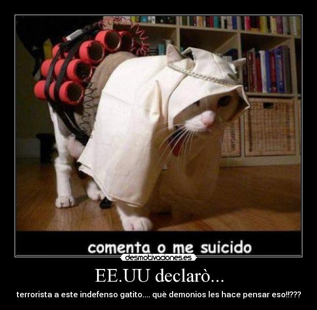 EE.UU declarò... - terrorista a este indefenso gatito.... què demonios les hace pensar eso!!???
