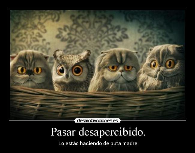 Pasar desapercibido. - Lo estás haciendo de puta madre