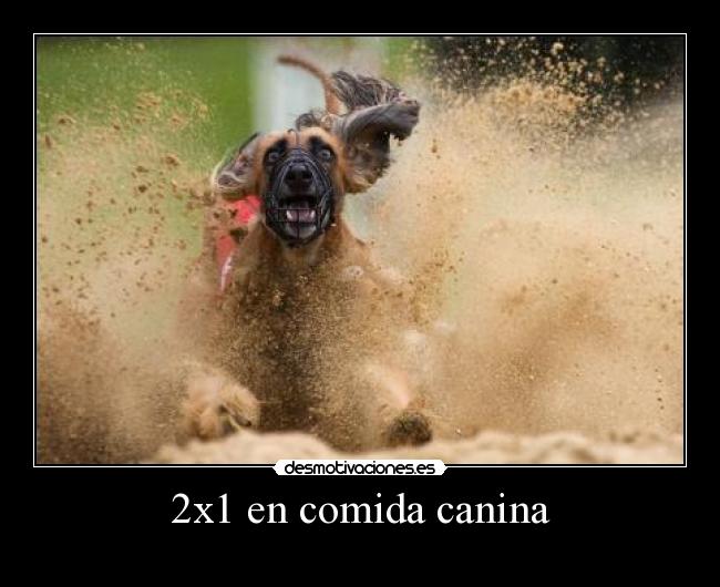 carteles comida eften perrosmolanmasquegatos desmotivaciones