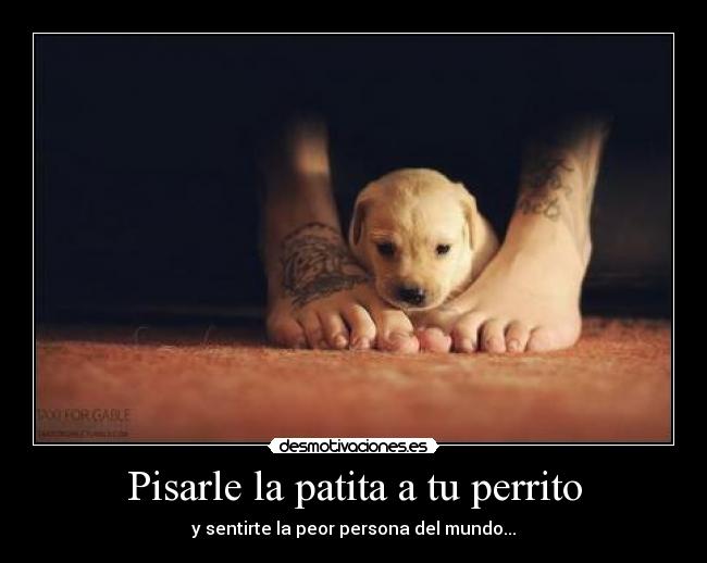 Pisarle la patita a tu perrito - 
